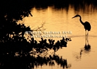 HERON SILHOUETTE 2.jpg